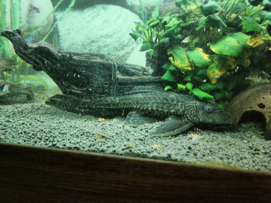 Sprzedam /wymienię zbrojniks (glonojad)