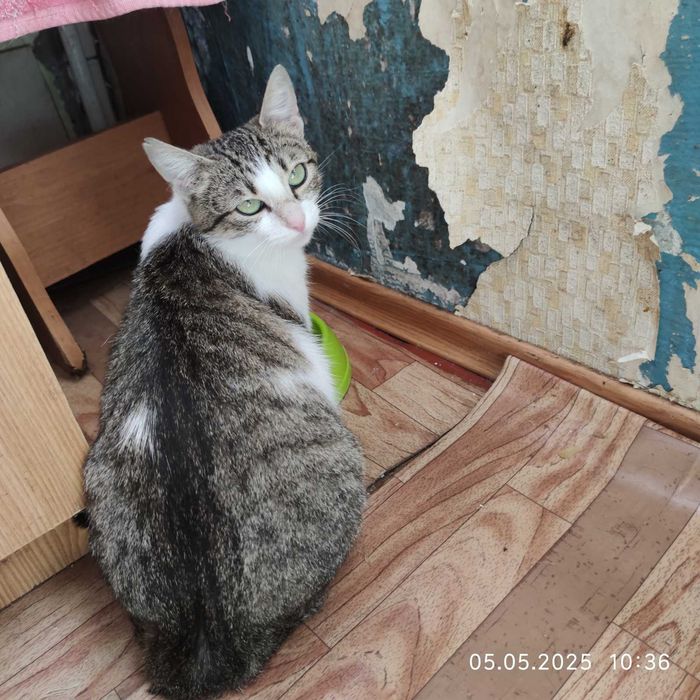 Отдам полосатую кошку,  8 месяцев,, стерилизована, привита