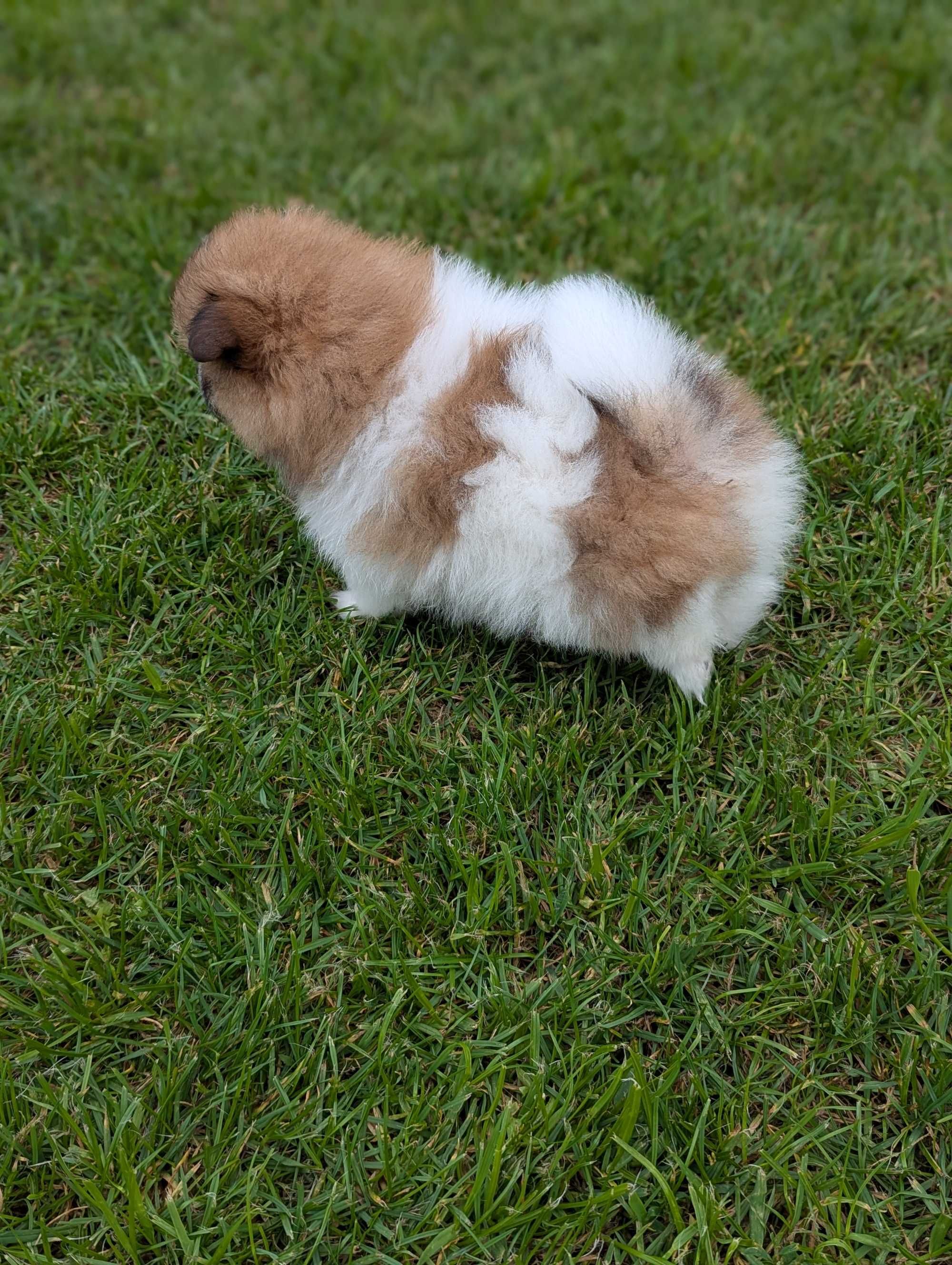 Szpic miniaturowy, pomeranian
