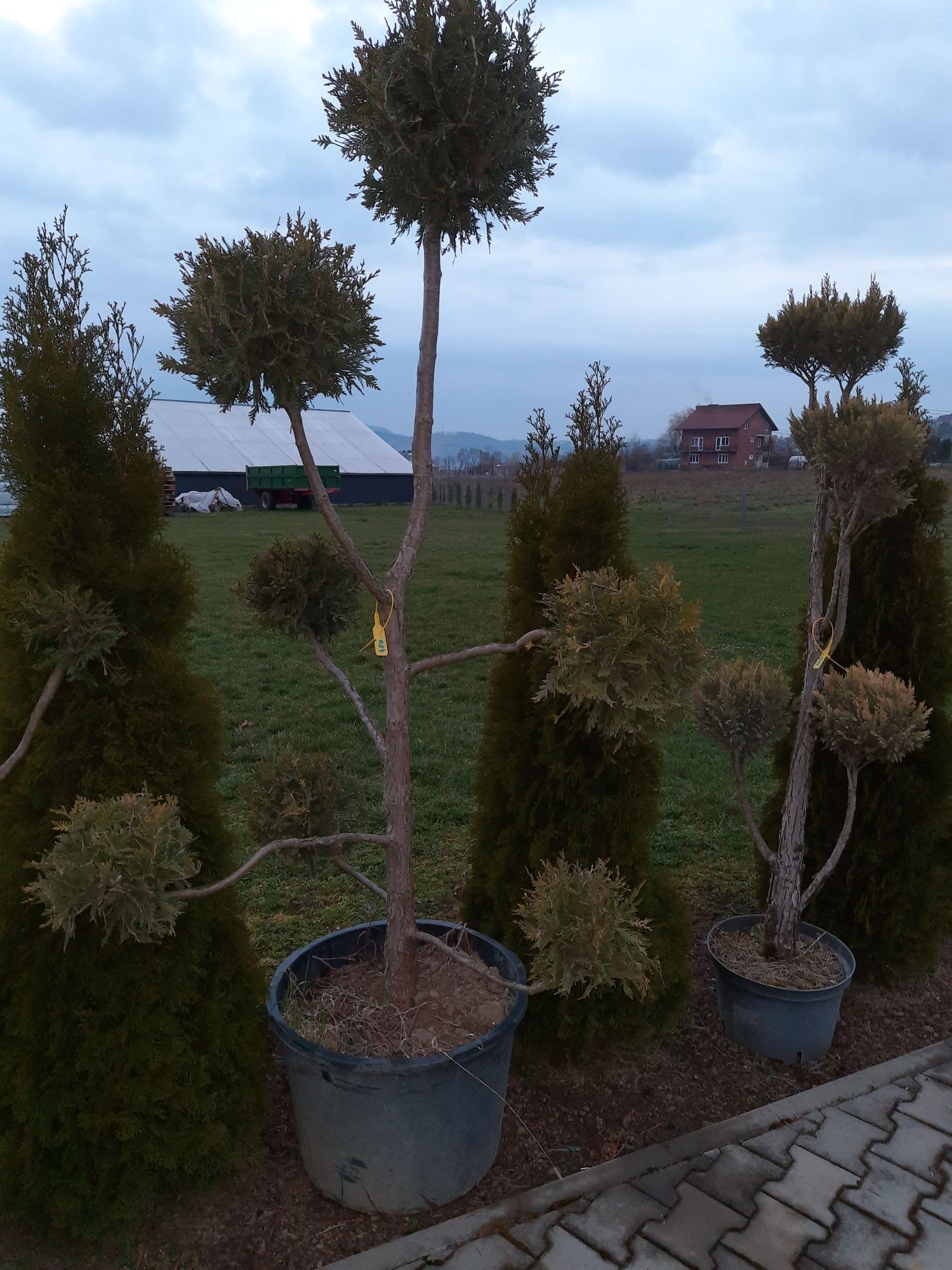 bonsai thuje cyprysy formowane 10-30 lat