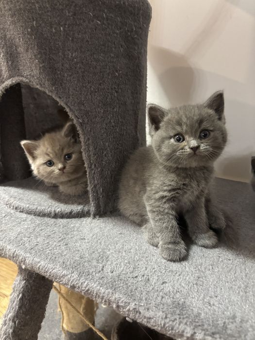 Śliczny kotek Bruno