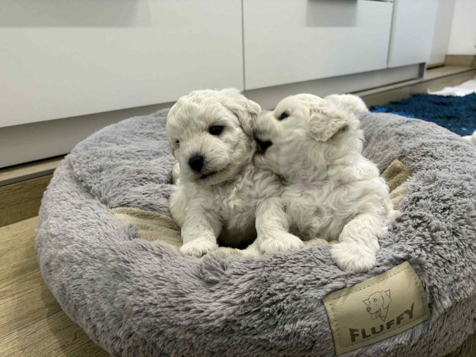 Śliczny chłopczyk Bichon Frise FCI