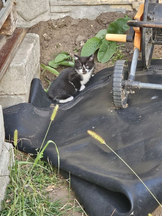 Oddam w dobre ręce 2 kociczki