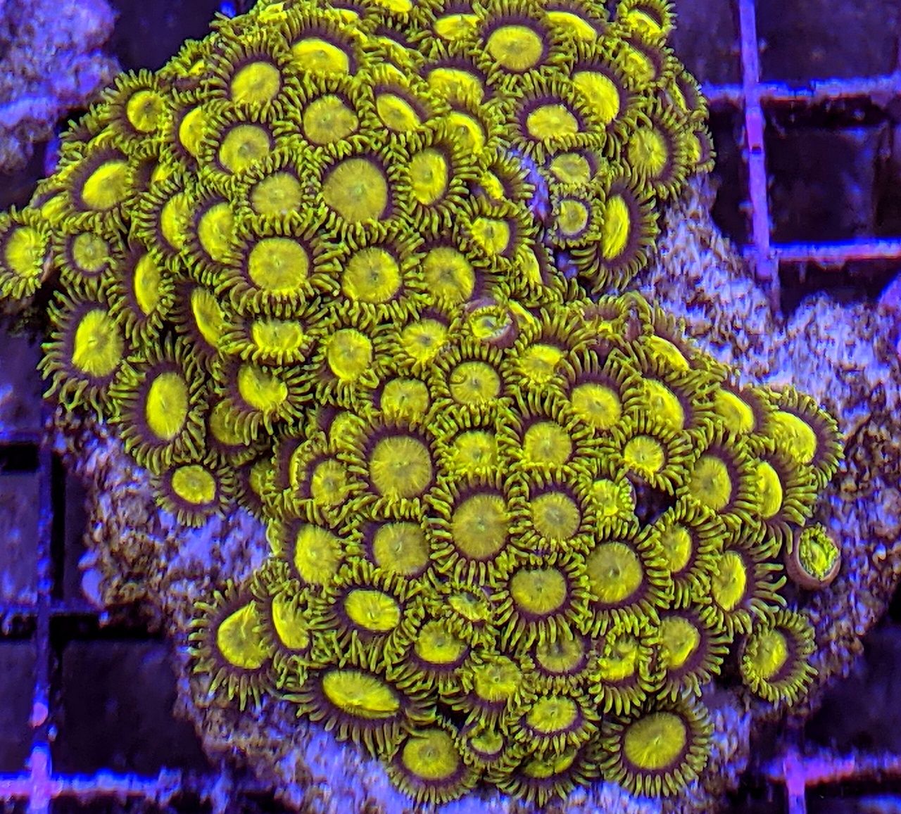 Zoa King Midas TANIO Akwarium Morskie Korale Zoanthids