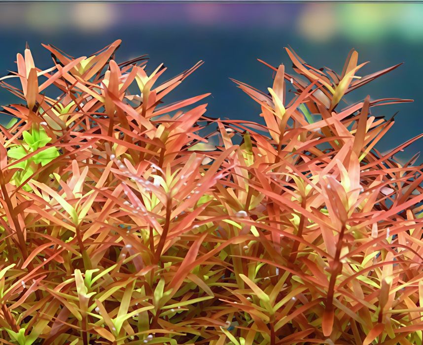 Roślina akwariowa Rotala Hra