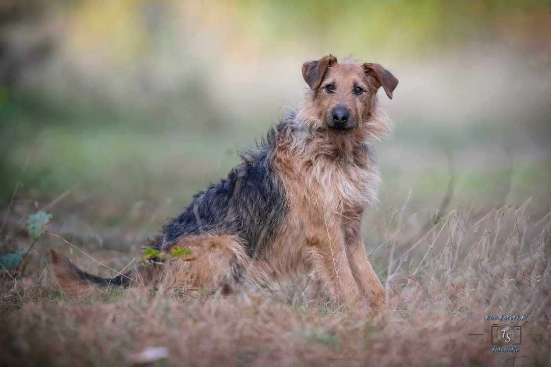 Bity, katowany a wciąż kocha człowieka