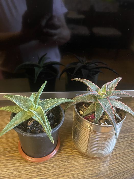 Алое декоративне червоне і зелене