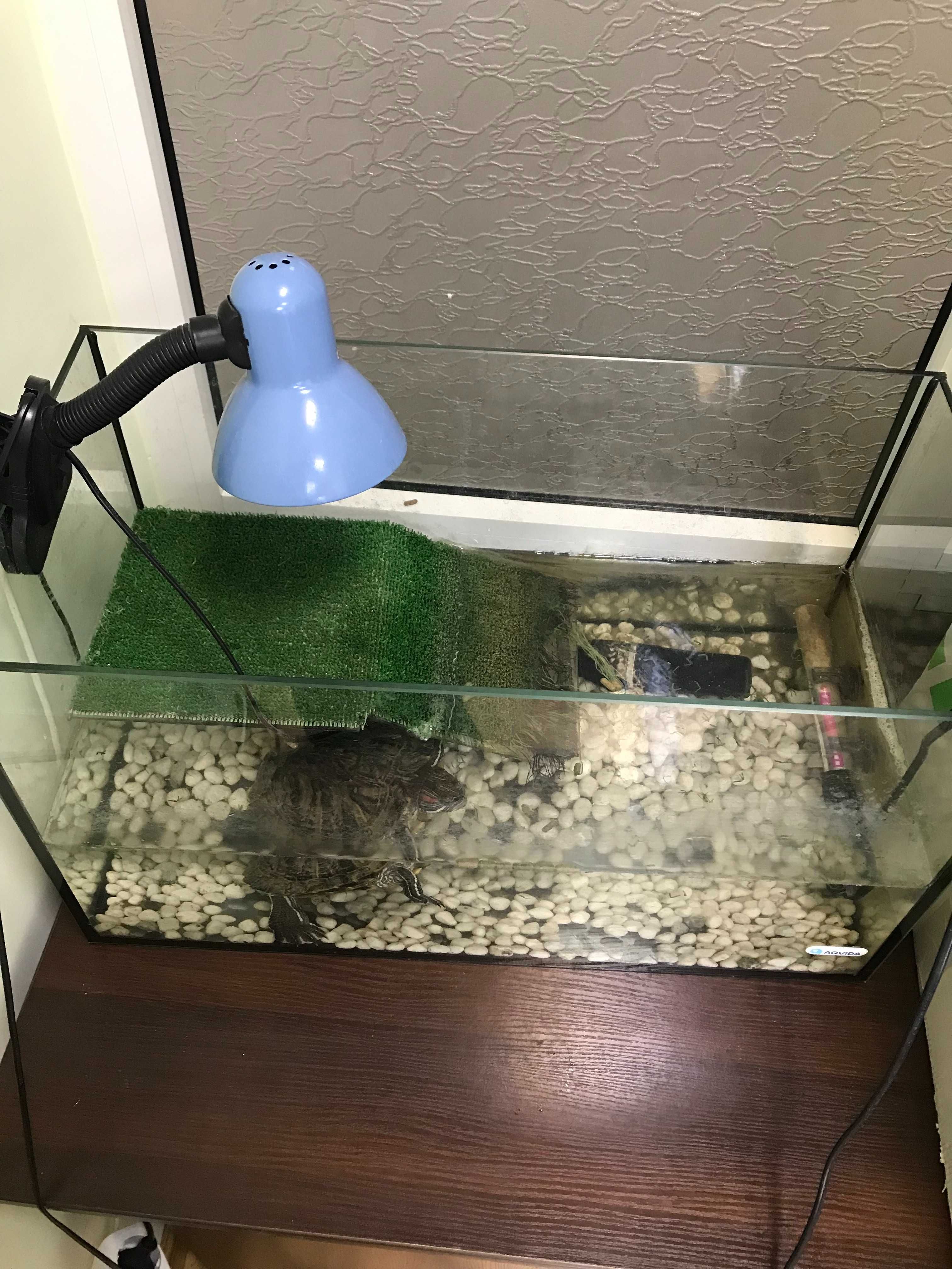 Черепаха красноухая с укомплектованным аквариумом