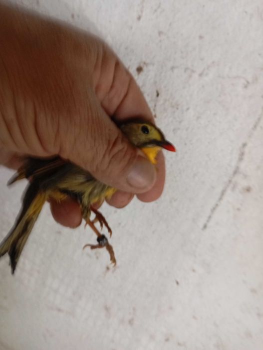 Casal rouxinóis do Japão anilhado