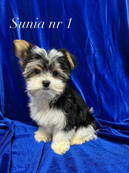 Sprzedam Yorki Biewery