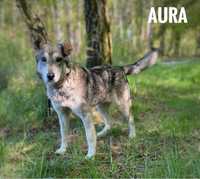 Husky mux, 2 letnia, 13kg, Aura, adopcje husky