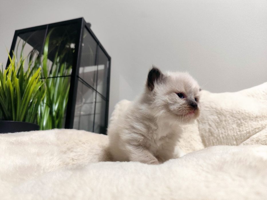 Kociak syberyjski/ Neva Masquerade rodowód WCF