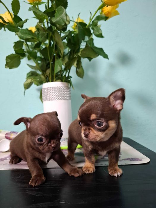 Chihuahua mini czekoladowy z rodowodem