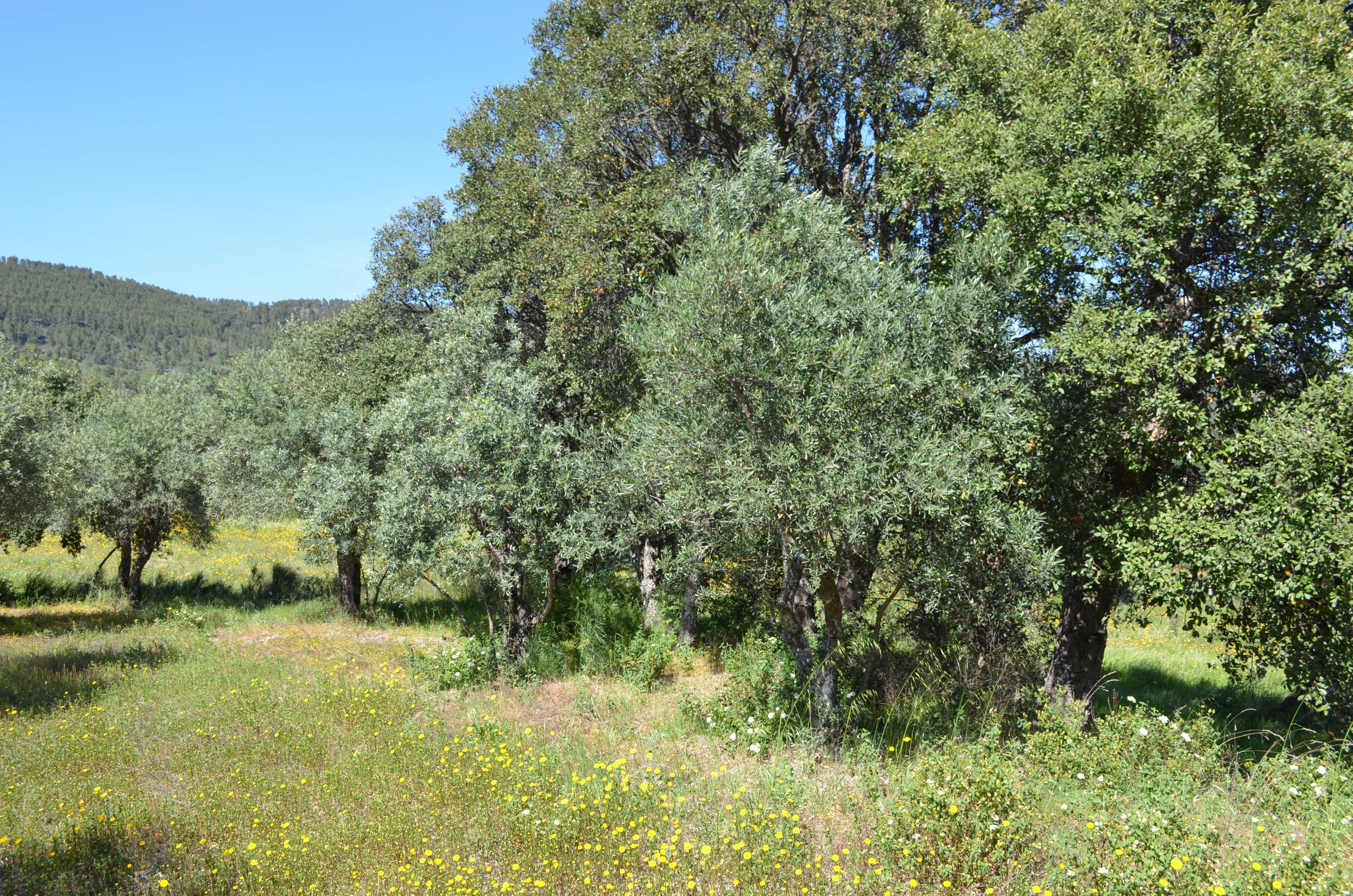 Árvores - Oliveiras antigas Fundão