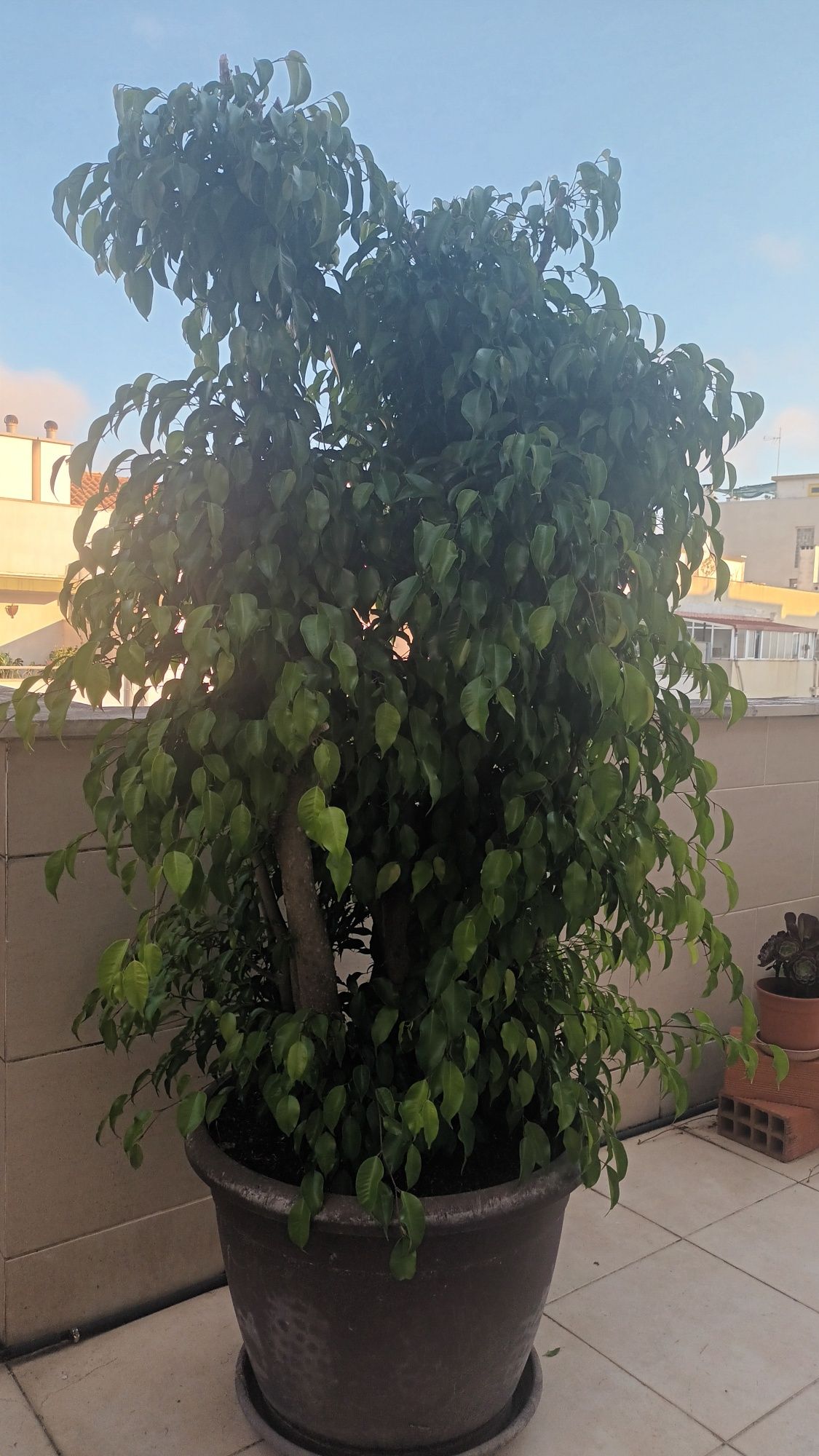 Planta FICUS lindíssisma, exterior ou interior, 2 metros de altura