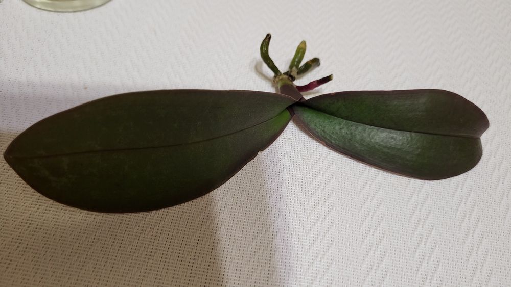 Орхідея Стюартіна