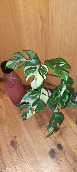Dragon thai,monstera minima variegata,dubia, epipremnum jungle star