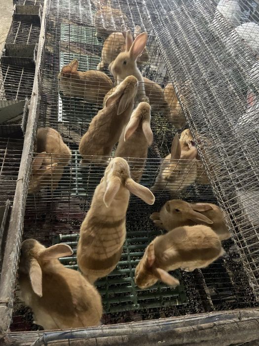 Кролики бургундія