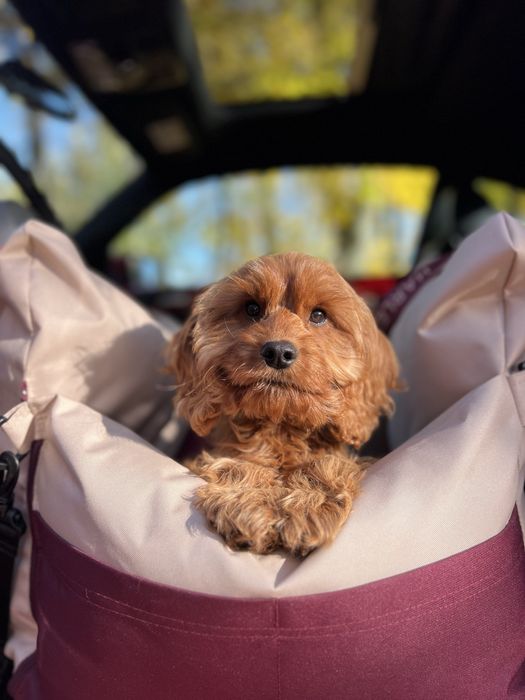 Цуценя кокапу ( мальтіпу, кавапу)