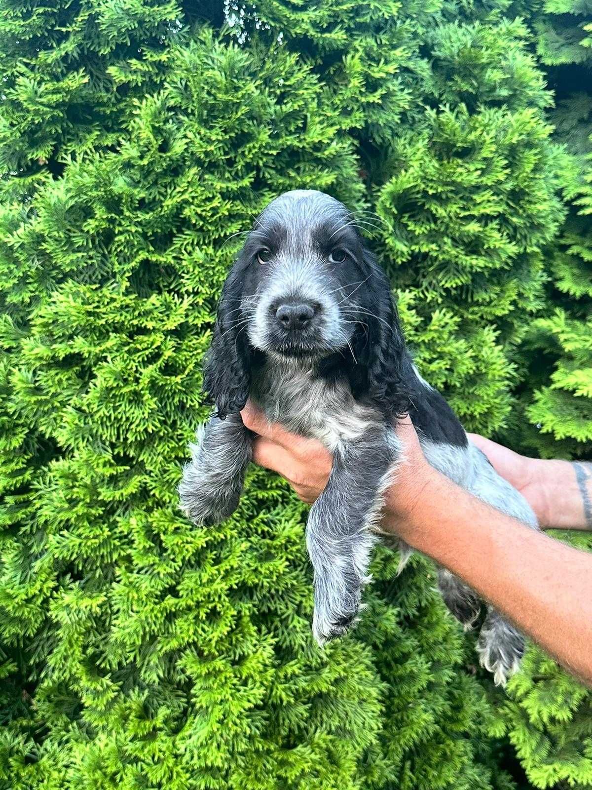 Cocker spaniel srebrno-niebieski piękny piesek do odbioru