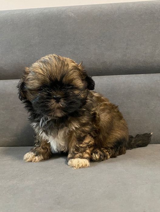 Shih tzu brązowy