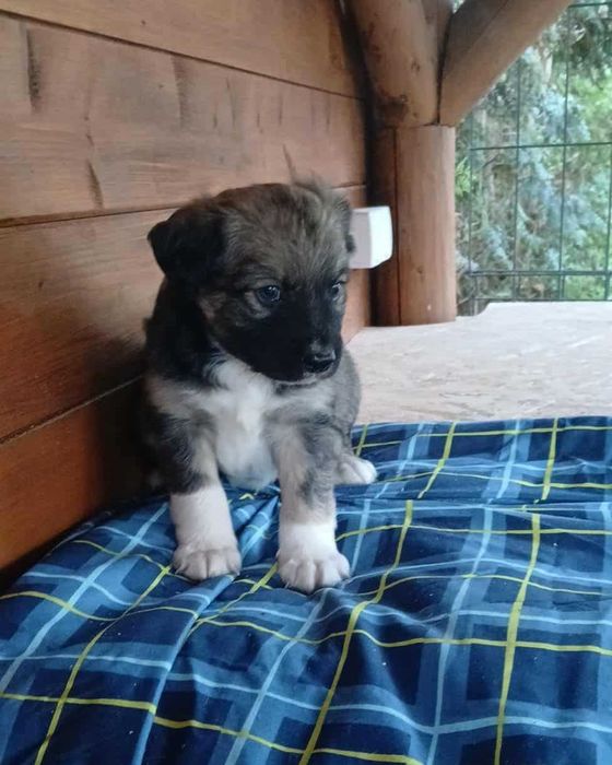 Oddam szczeniaka w dobre ręce