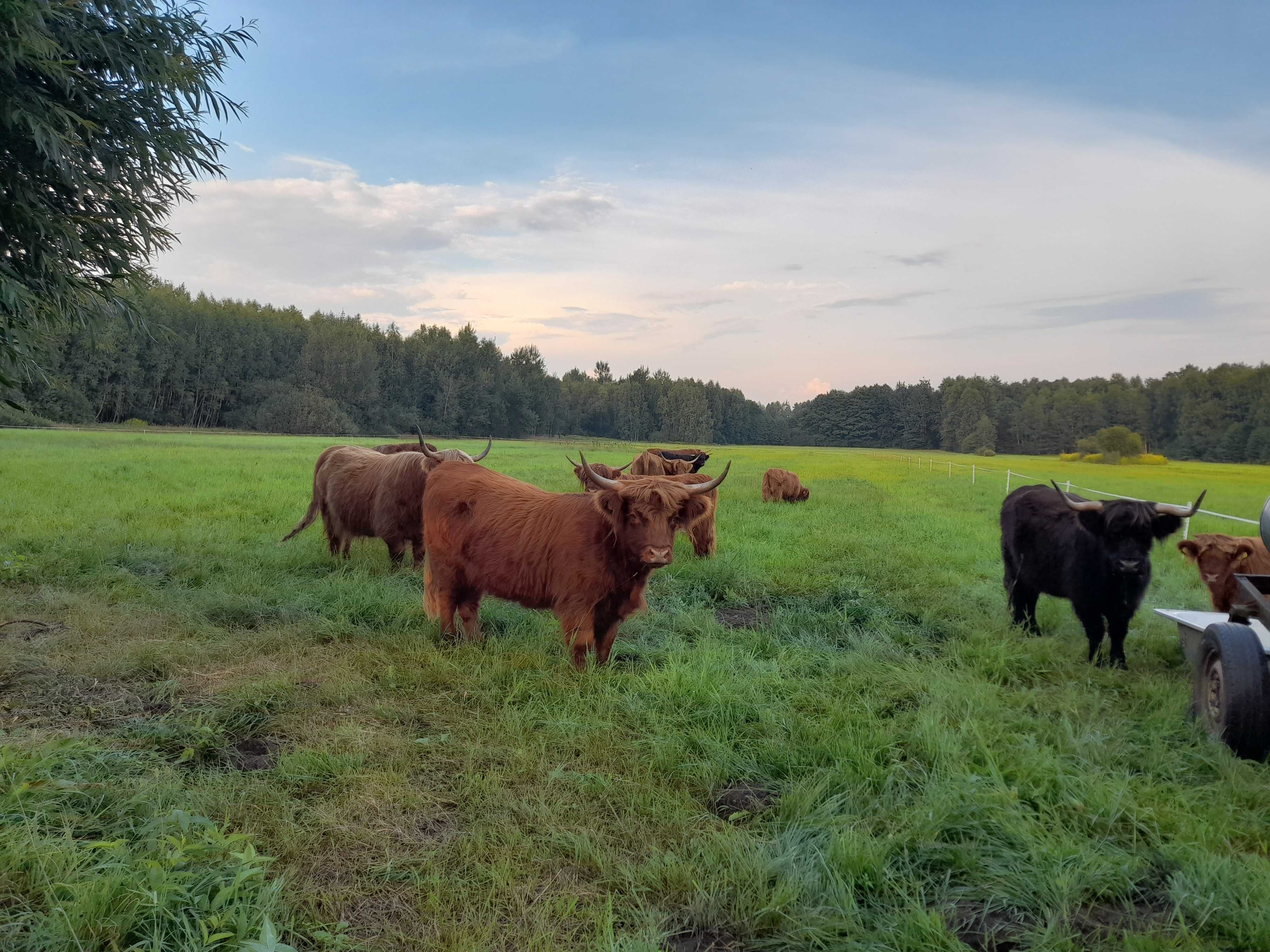 bydło szkockie HIGHLAND CATTLE jałówki/byczki