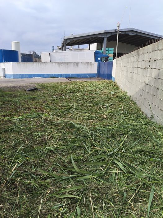 Jardinagem e limpezas em geral
