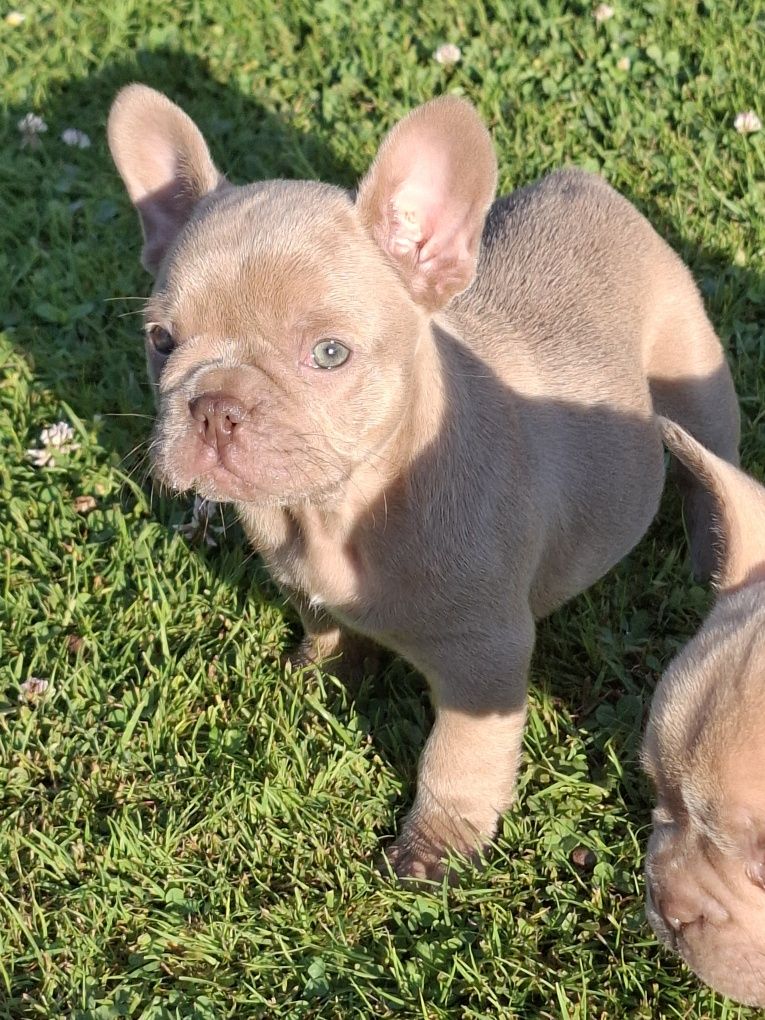 Buldog francuski Isabella