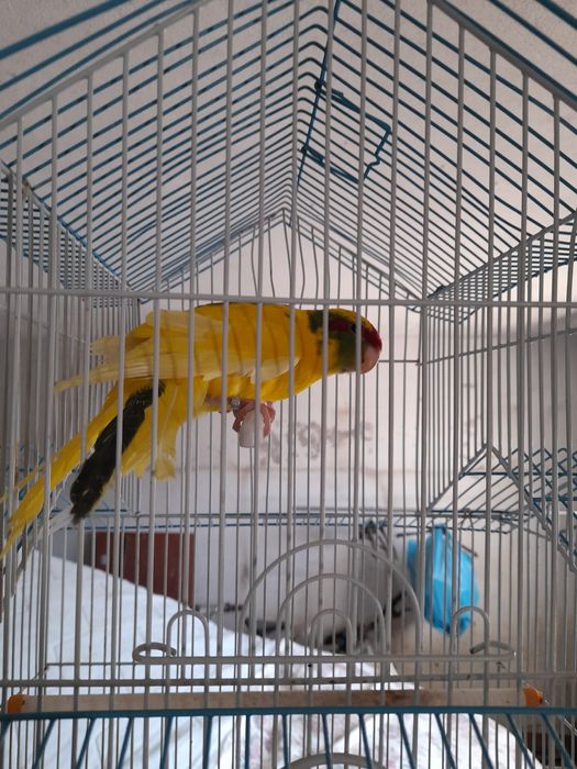 Gaiola grande como nova +lindíssima ave.