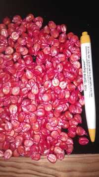 Продам насіння від виробника ДН Хортиця, урожай 2023р, 1340 грн/п.о.