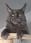 Reproduktor Maine Coon