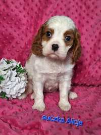 Cavalier King Charles spaniel - śliczna suczka blenheim