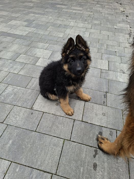 Owczarek Niemiecki Długowłosy Fci ,piesek