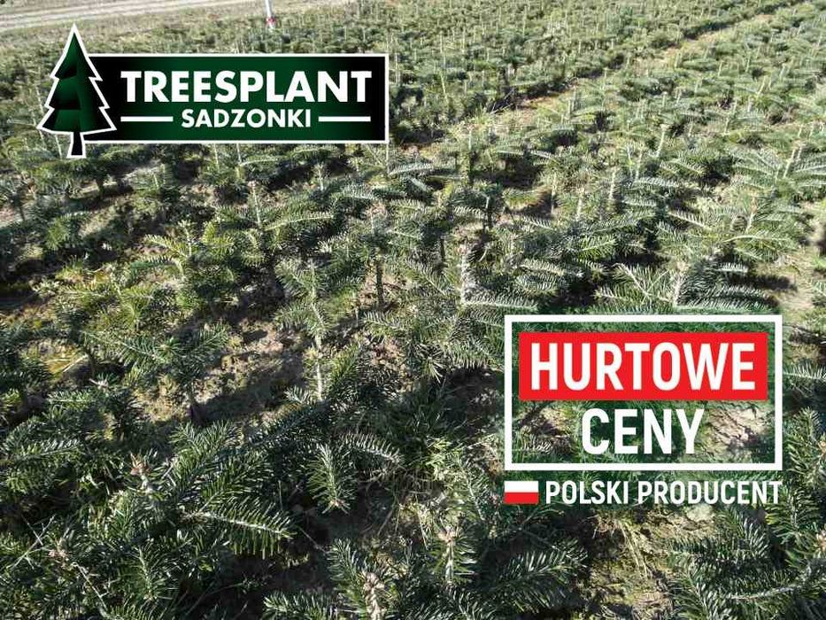 Sadzonki Świerk Srebrny/Pospolity/Serbski/Jodła Kaukaska - SZKÓŁKA PL