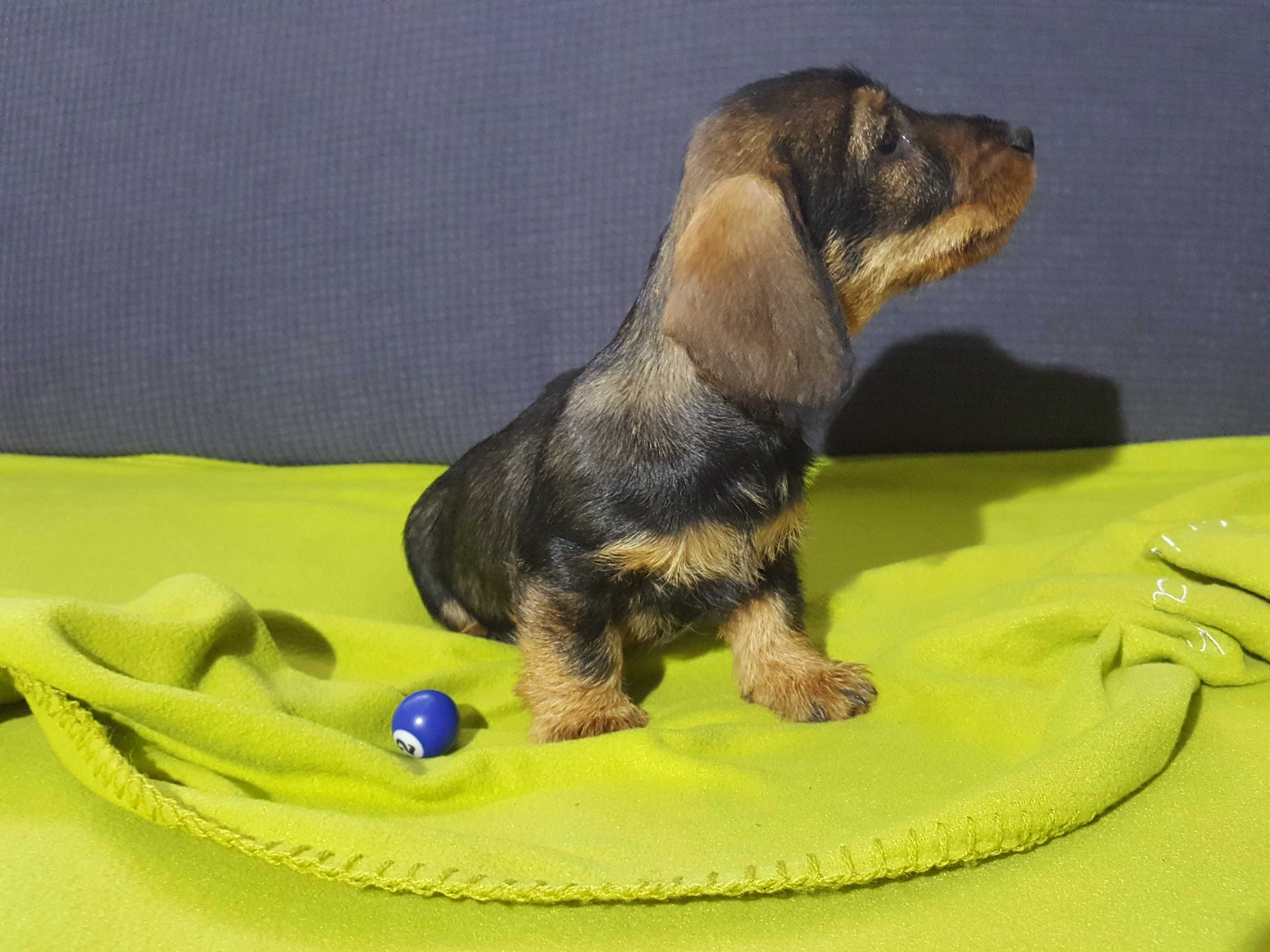 Jamnik szorskowłosy miniaturowy