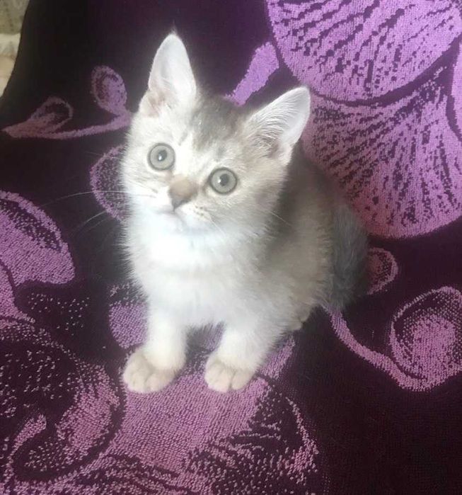 Внимание! Самая умная и гиперласковая шотландская девочка