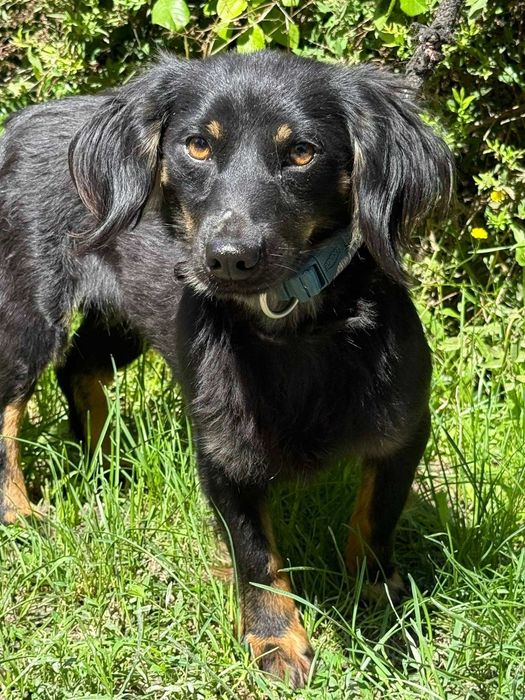 Lola- sunia w typie jamnika
