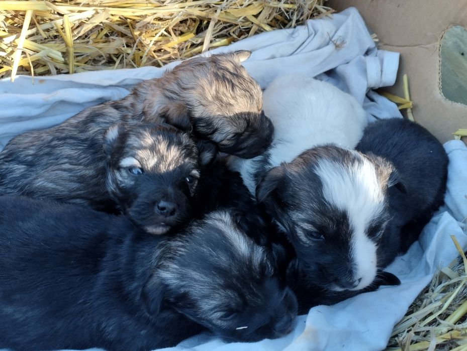 Віддам Цуциеят в добрі руки безкоштовно