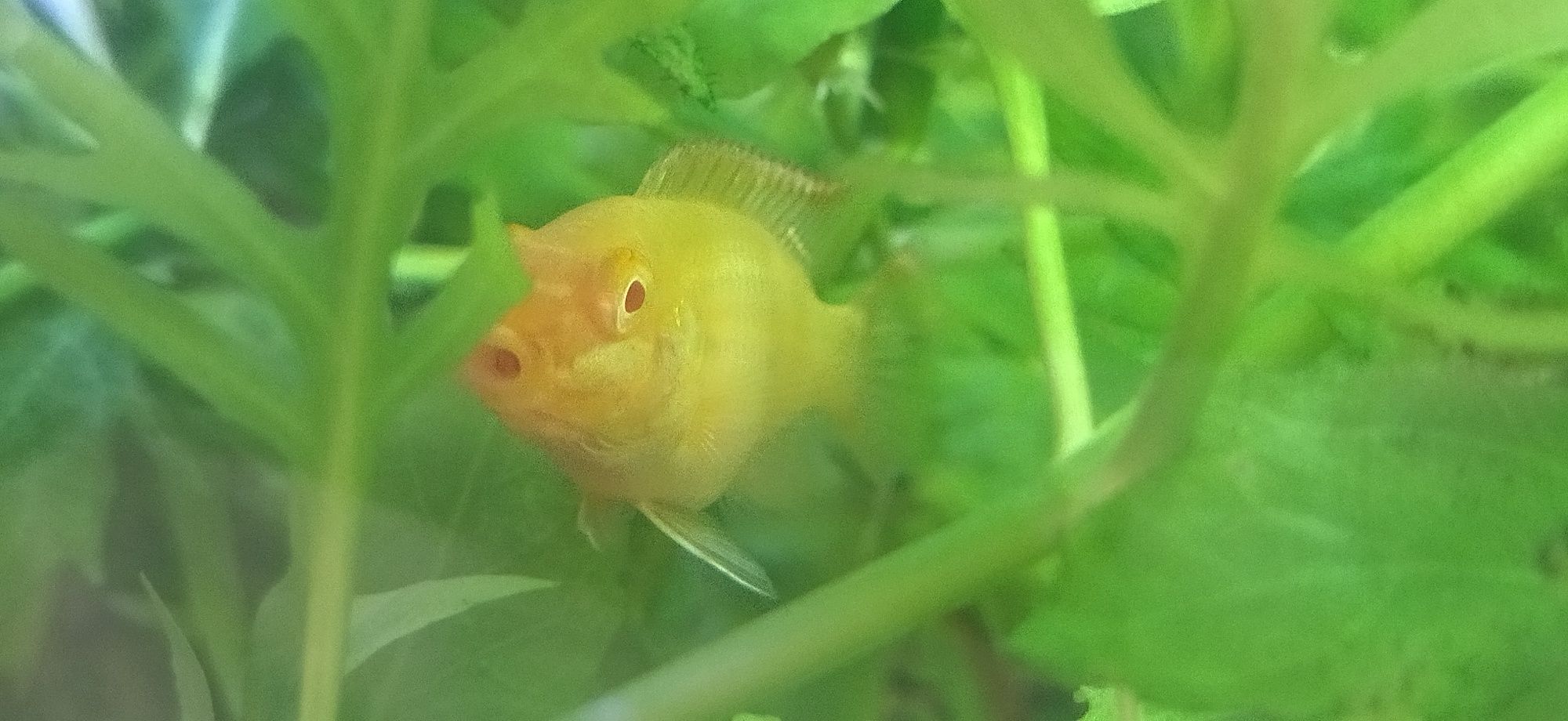 Pelvicachromis pulcher kribensis albino full red