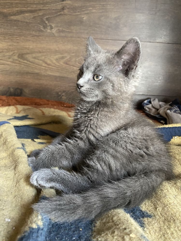 Кошеня сіре скотіш страйт