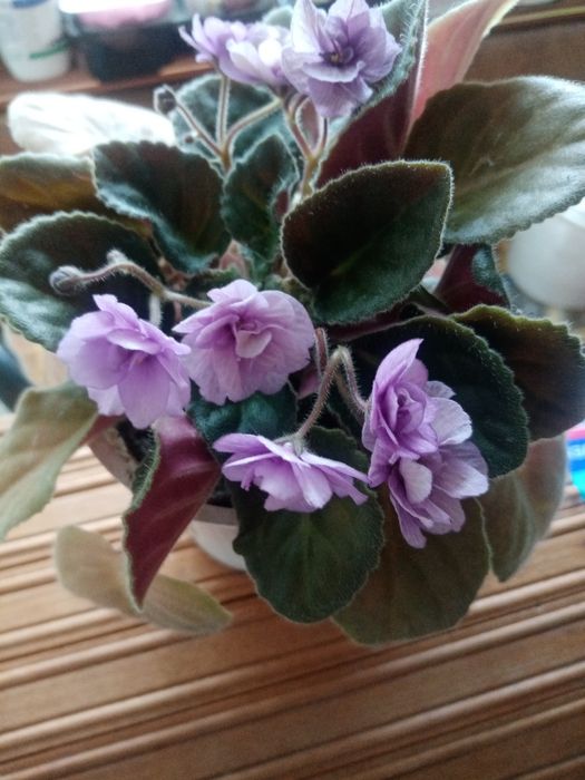 Цветок Рео комнатный и другие цветы