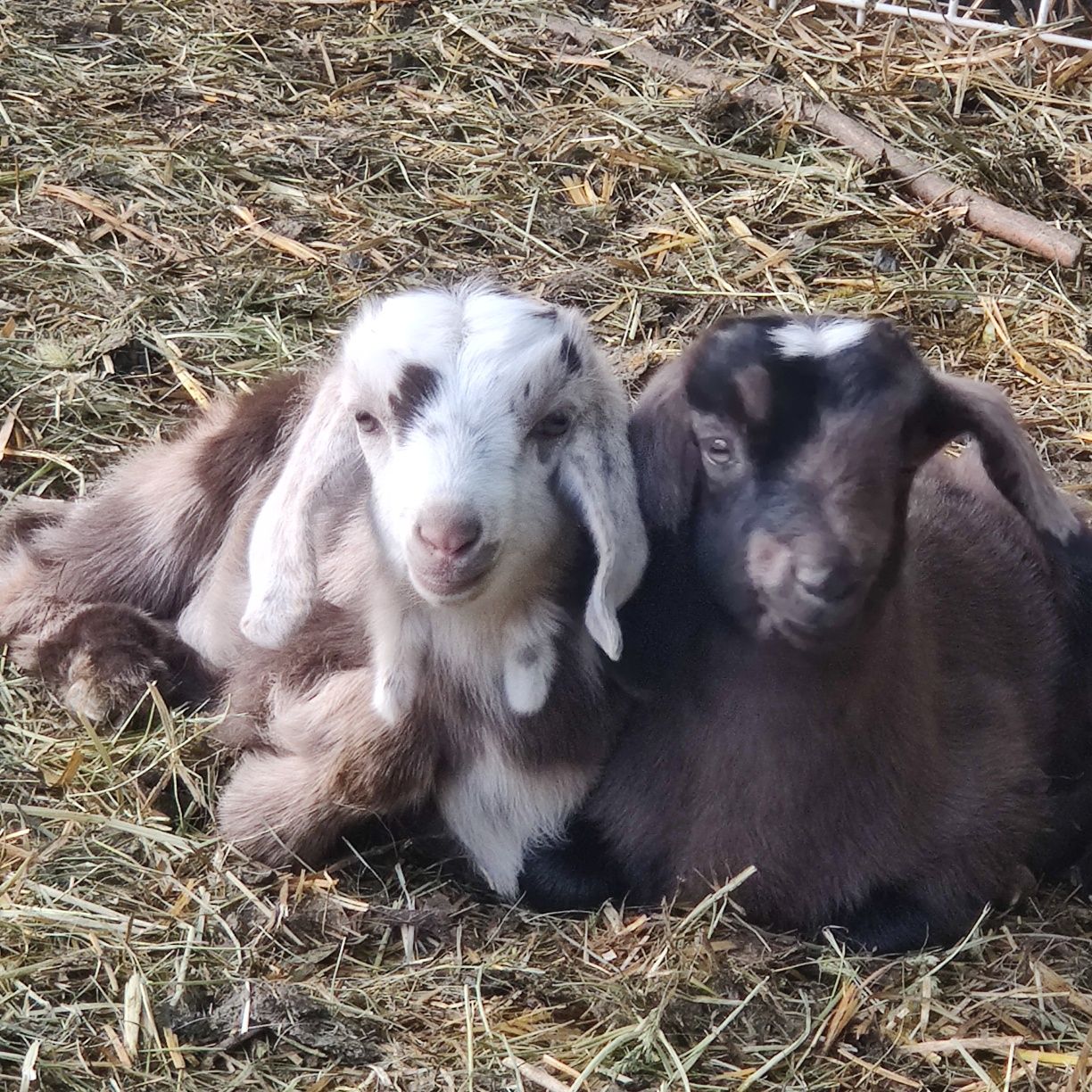 Mleko kozie, serwatka, sery   Pisarzowice