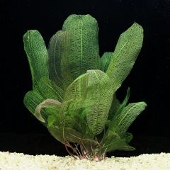 Roślina do akwarium aponogeton madagaskarski