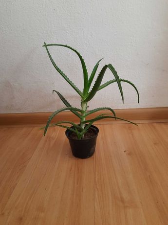 Aloes leczniczy 3 letni