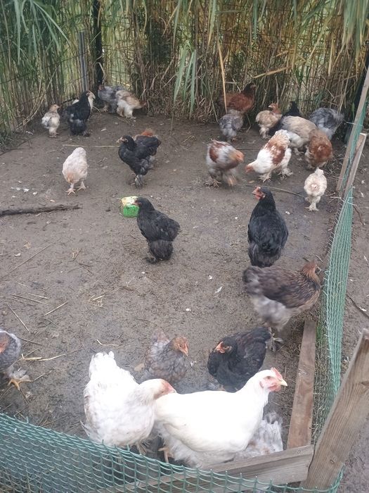 Kurczaki kochina olbrzymie