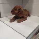 Cockapoo > Cocker Spaniel & pudel > dostępna suczka .