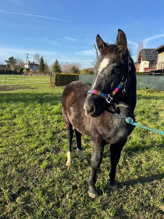 Ogierek śląski nowego typu
