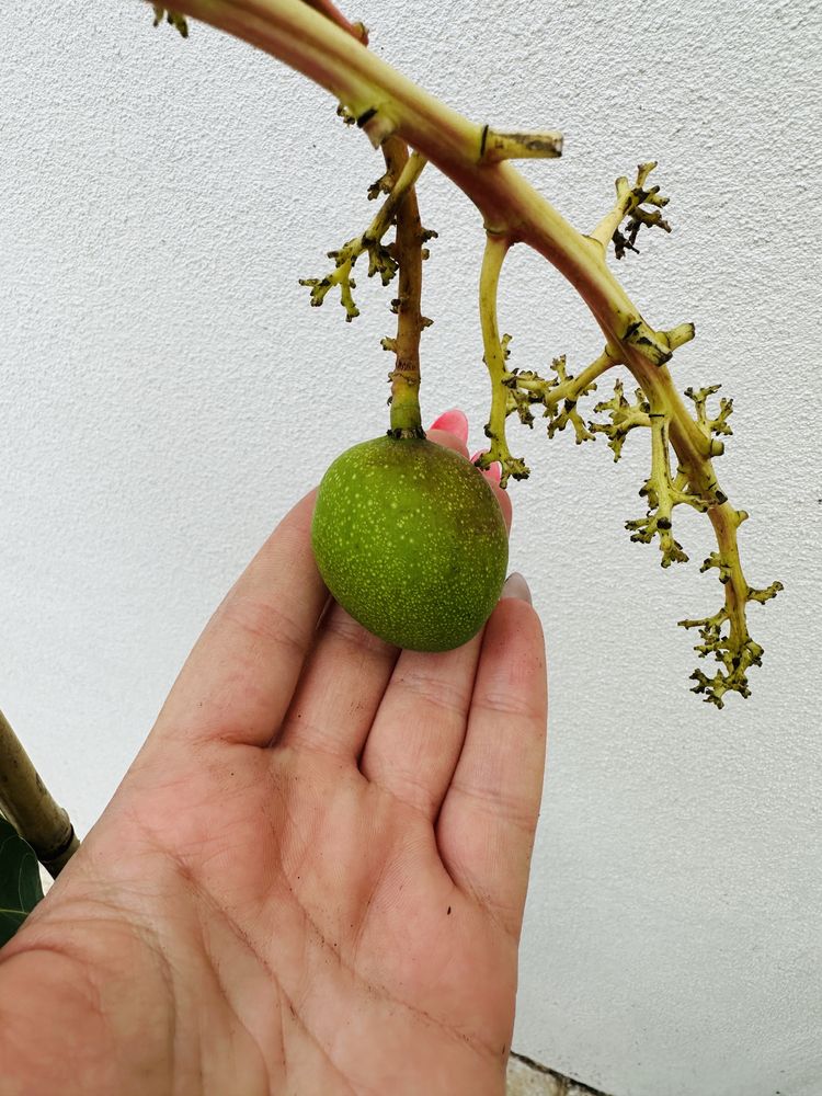 13 árvores MANGA TOP QUALITY - Fruto este verão