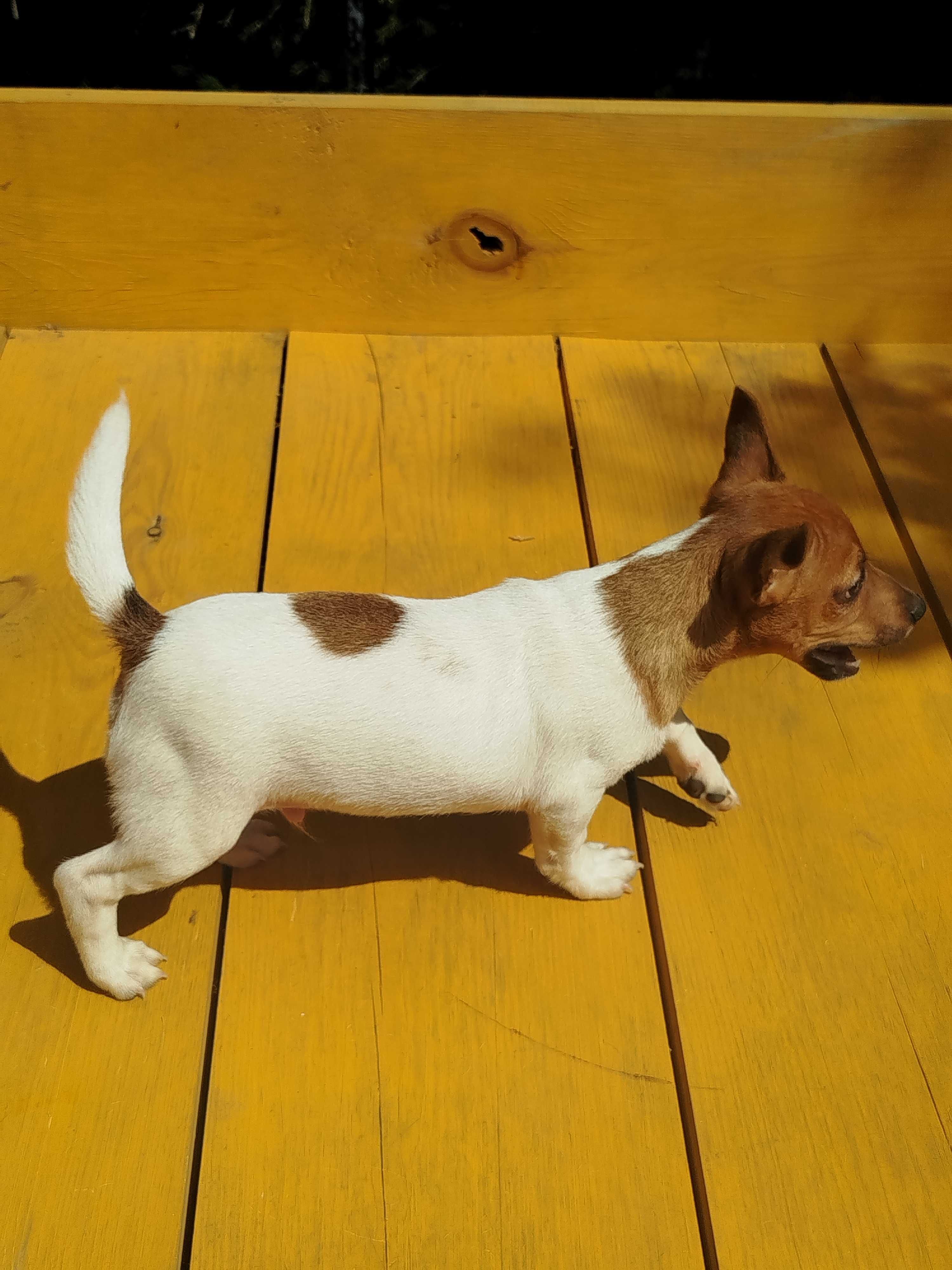 Jack Russell Terrier piesek tel.-5.7.5.3.0.2.0.3.9.